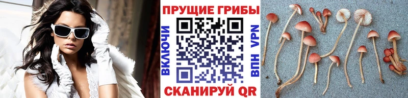 Псилоцибиновые грибы GOLDEN TEACHER  наркошоп  Грязи 